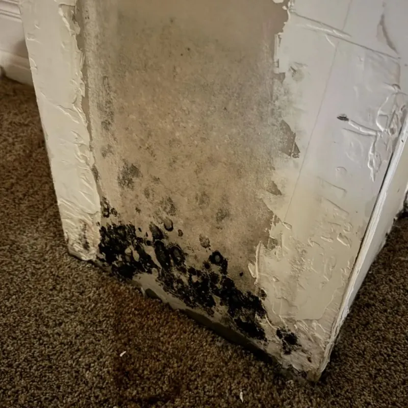 Professional Mold Removal in Granite Quarry, NC